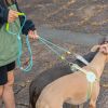 One To Two Anti-escape P-chain Dog Leash for Outdoor